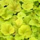 Żurawka 'Electric Lime' - Heuchera Electric Lime